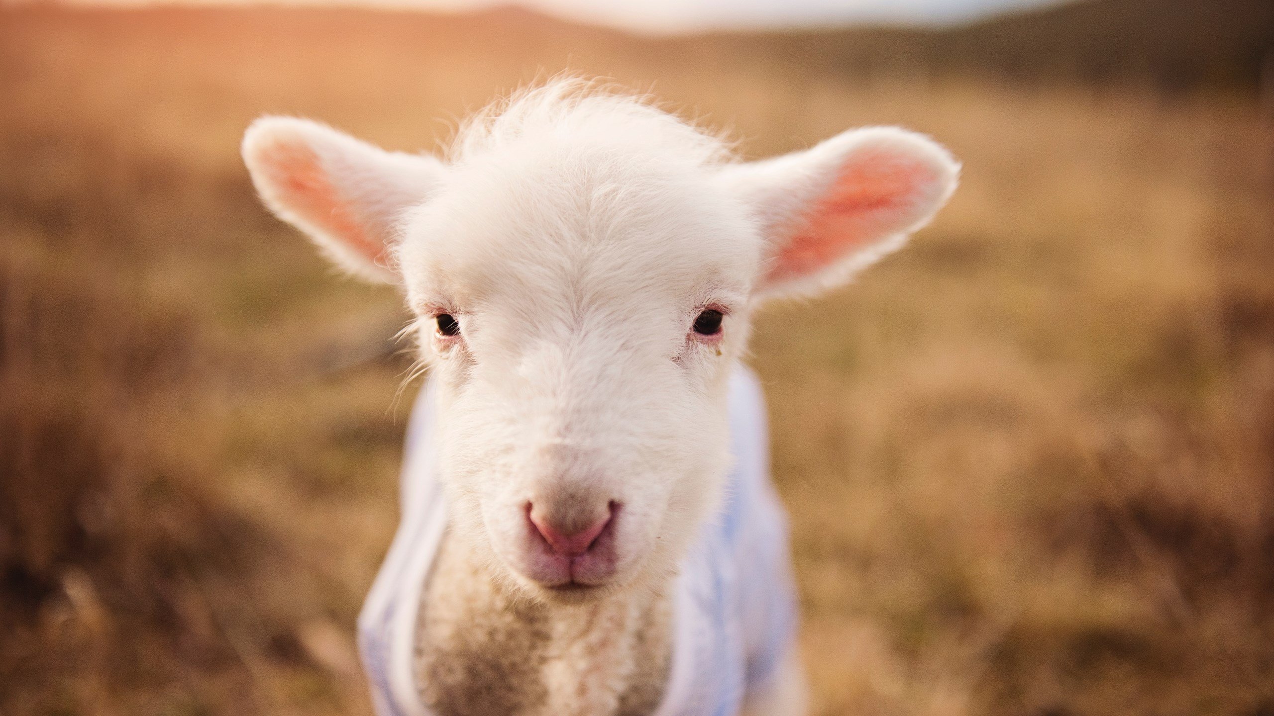 青少年体育社会环境影响因素分析,社会环境对体育的影响