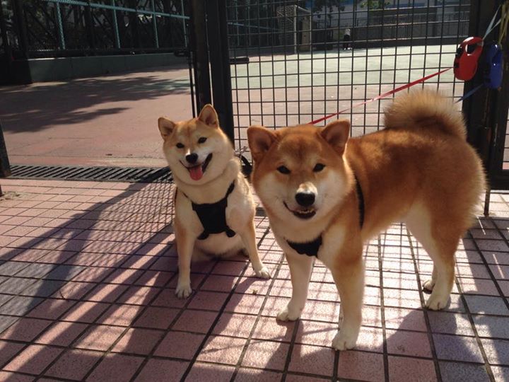 “阿仙奴与热刺:香港赛场的伦敦德比对决!”
