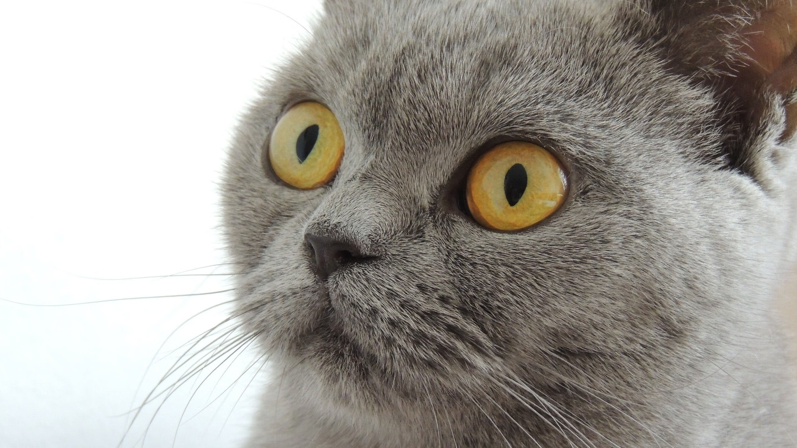 南特主场气氛火爆压制对手反击能力,南特vs尼斯动画直播