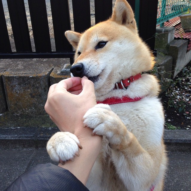 九游游戏中心-弗拉门戈年轻小将贡献助攻，弗拉门戈球迷