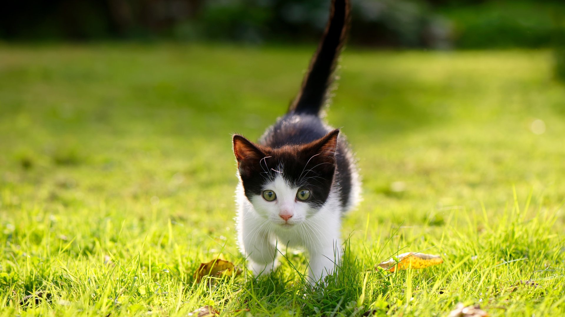 九游官网主页-皇家贝蒂斯边路传中频频制造威胁，皇家贝蒂斯赛果