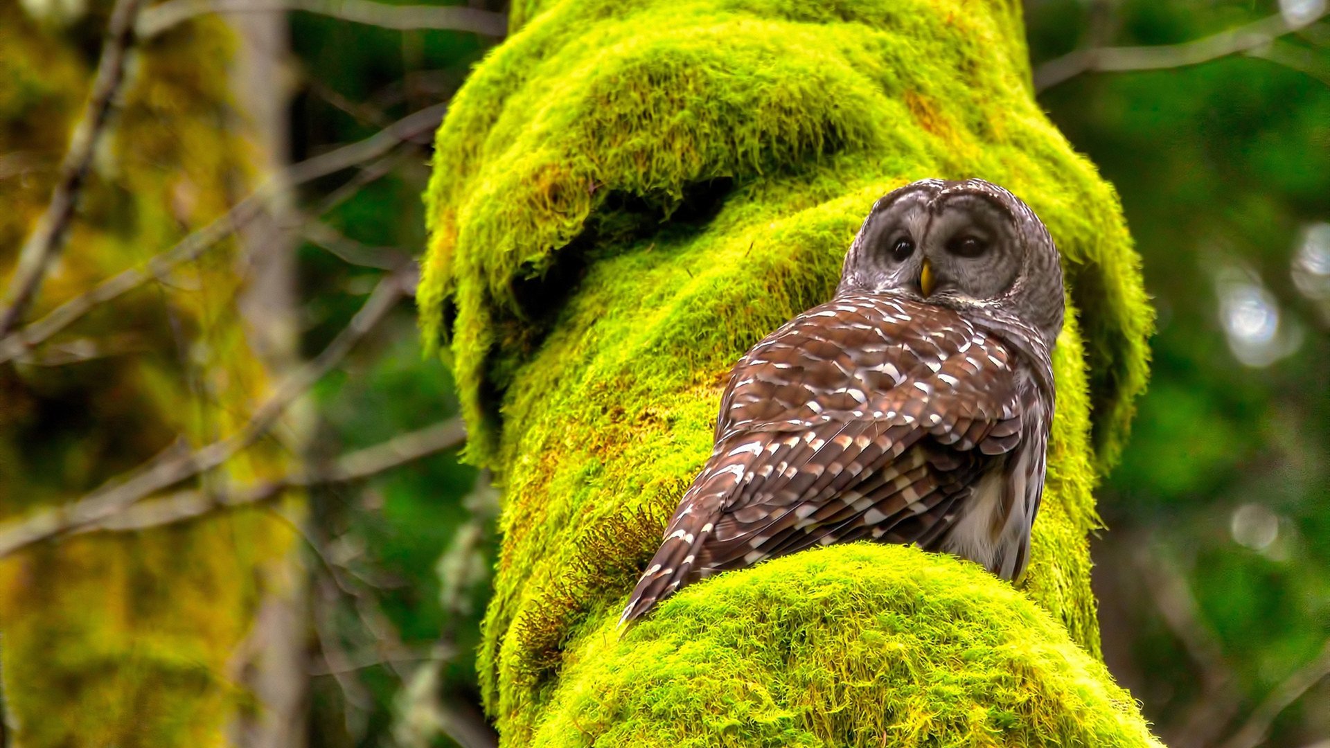 联盟防守数据最强球队的打法拆解,联盟最佳防守球员