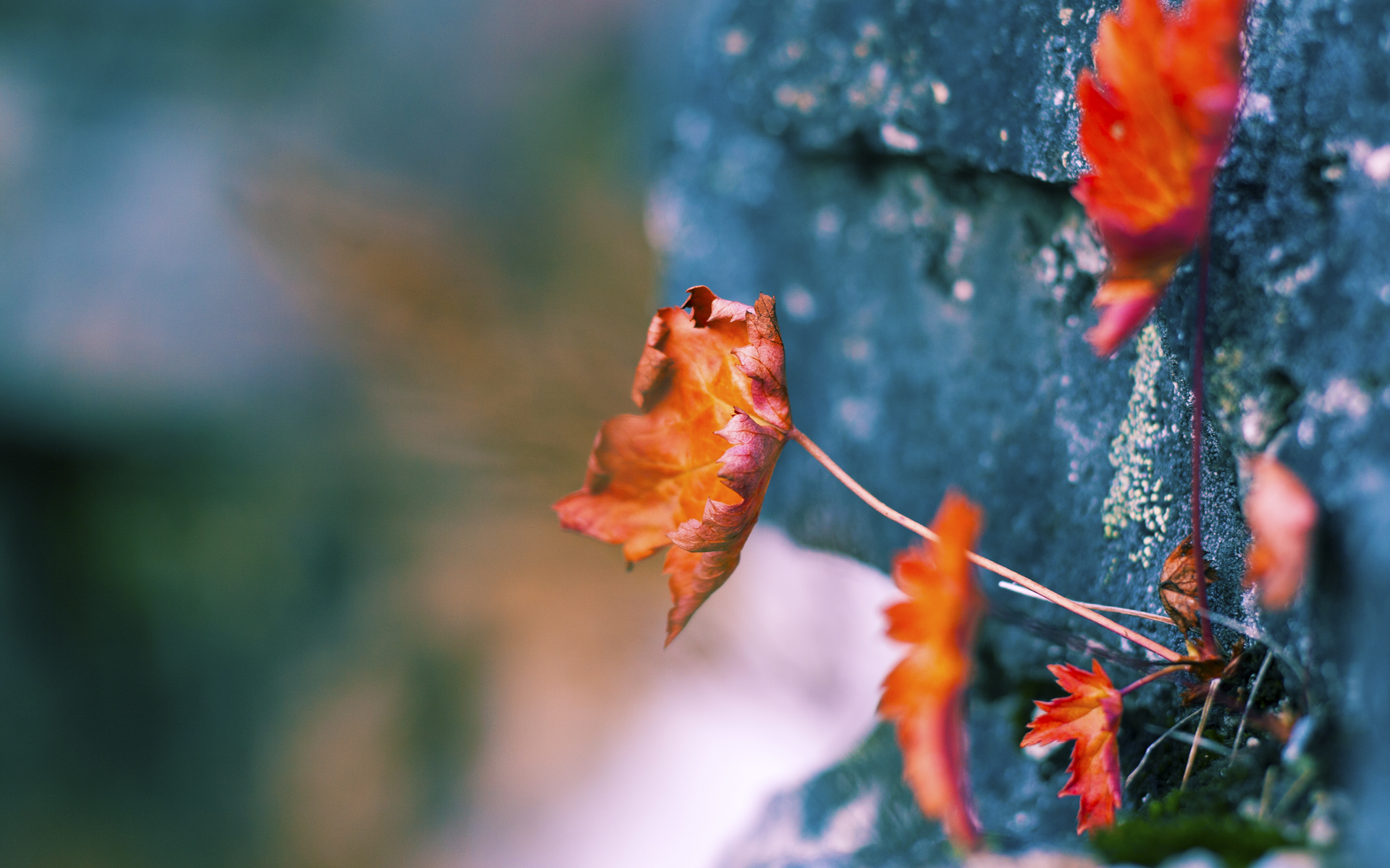 马拉松路线加入城市文化打卡元素,马拉松赛道指引