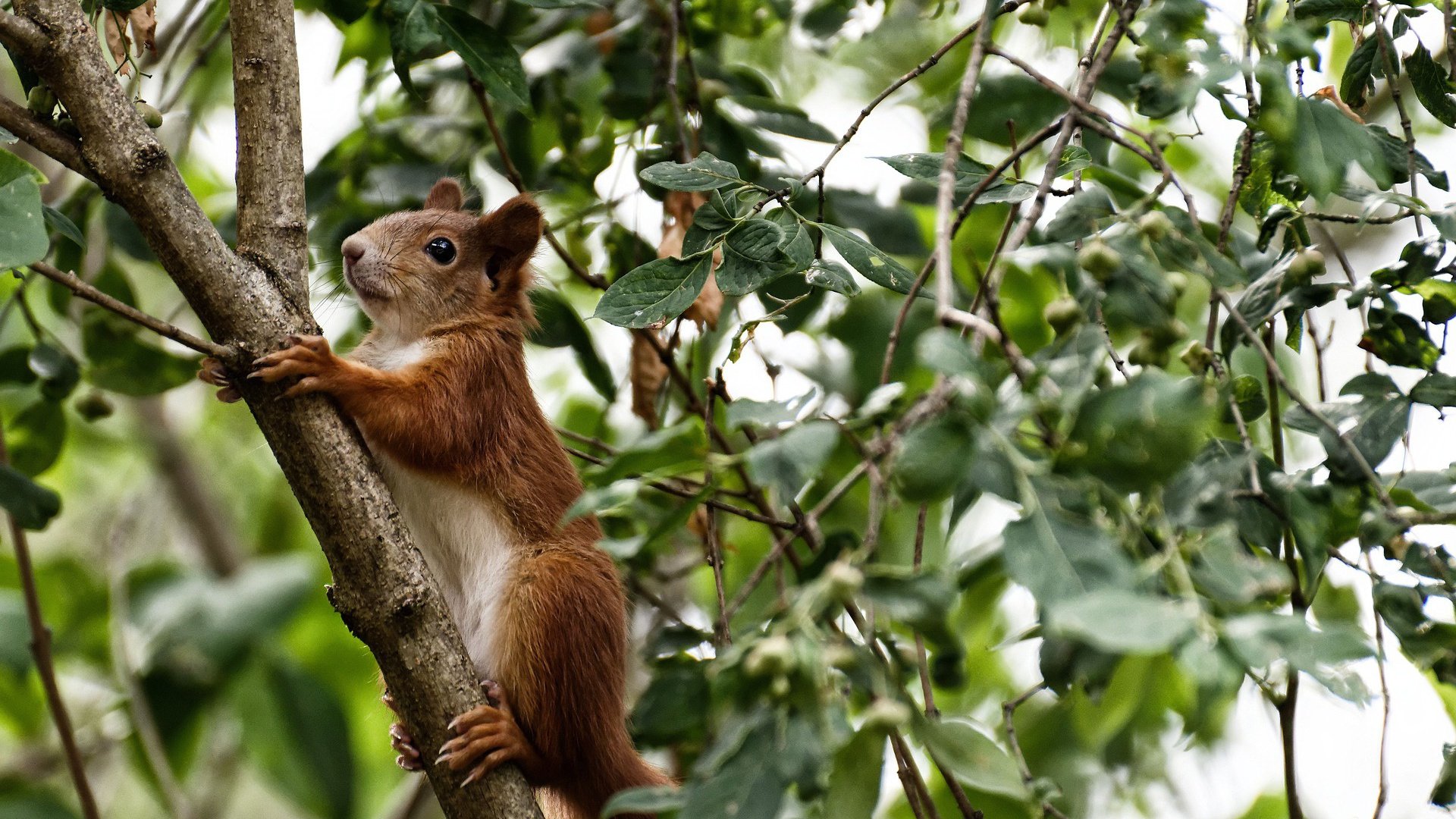 CBA加强赛场规则宣传提升比赛规范执行力,cba规章制度