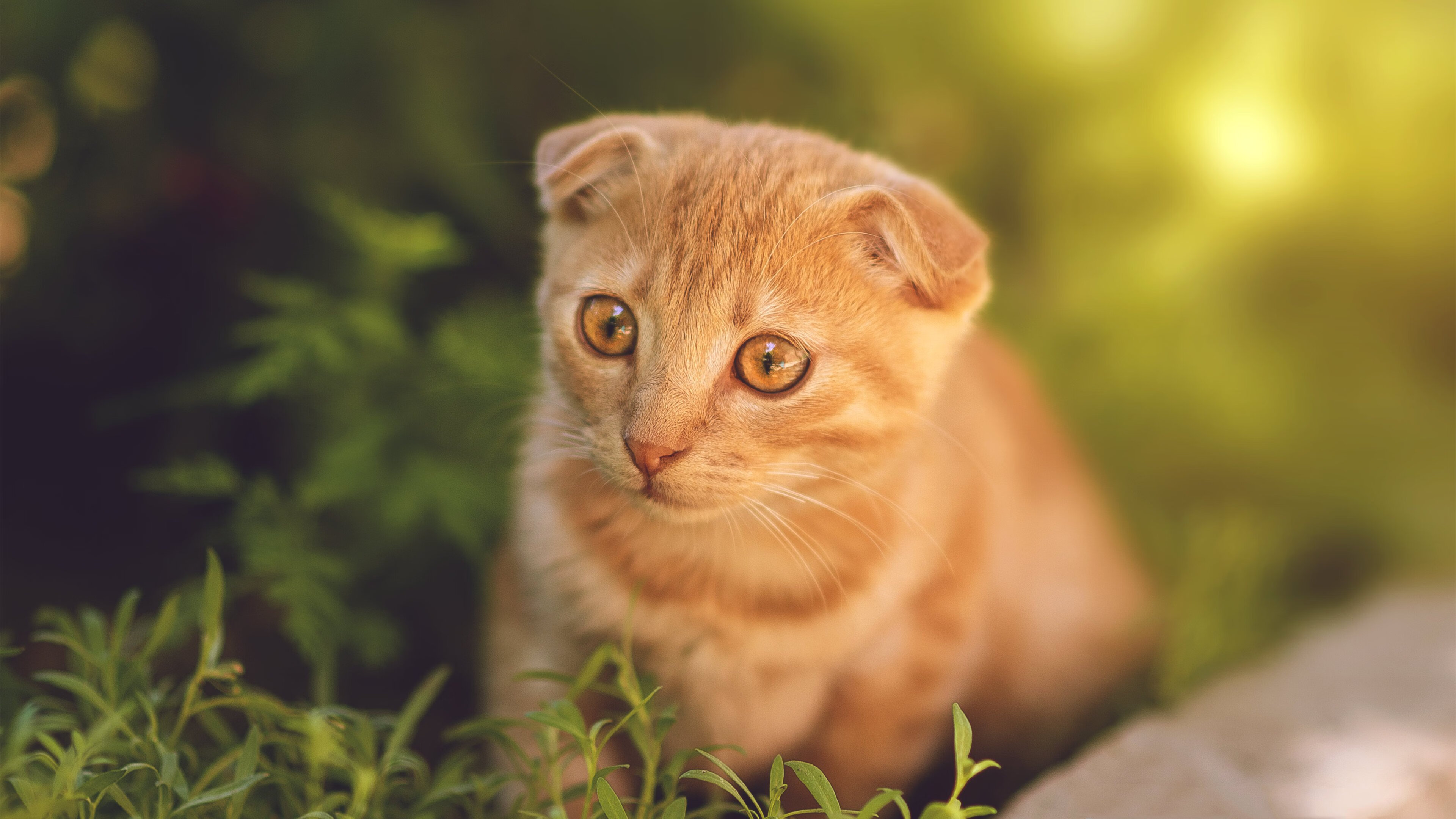 中小学篮球教学加入心理建设内容强化比赛信心,篮球比赛培养学生坚强的意志品质