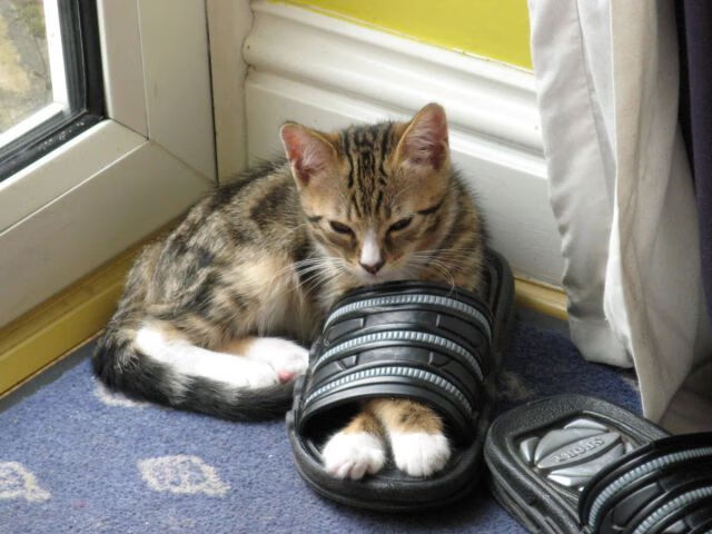 主帅明确轮换策略确保核心球员在赛季后段保持良好状态,nba主力轮换