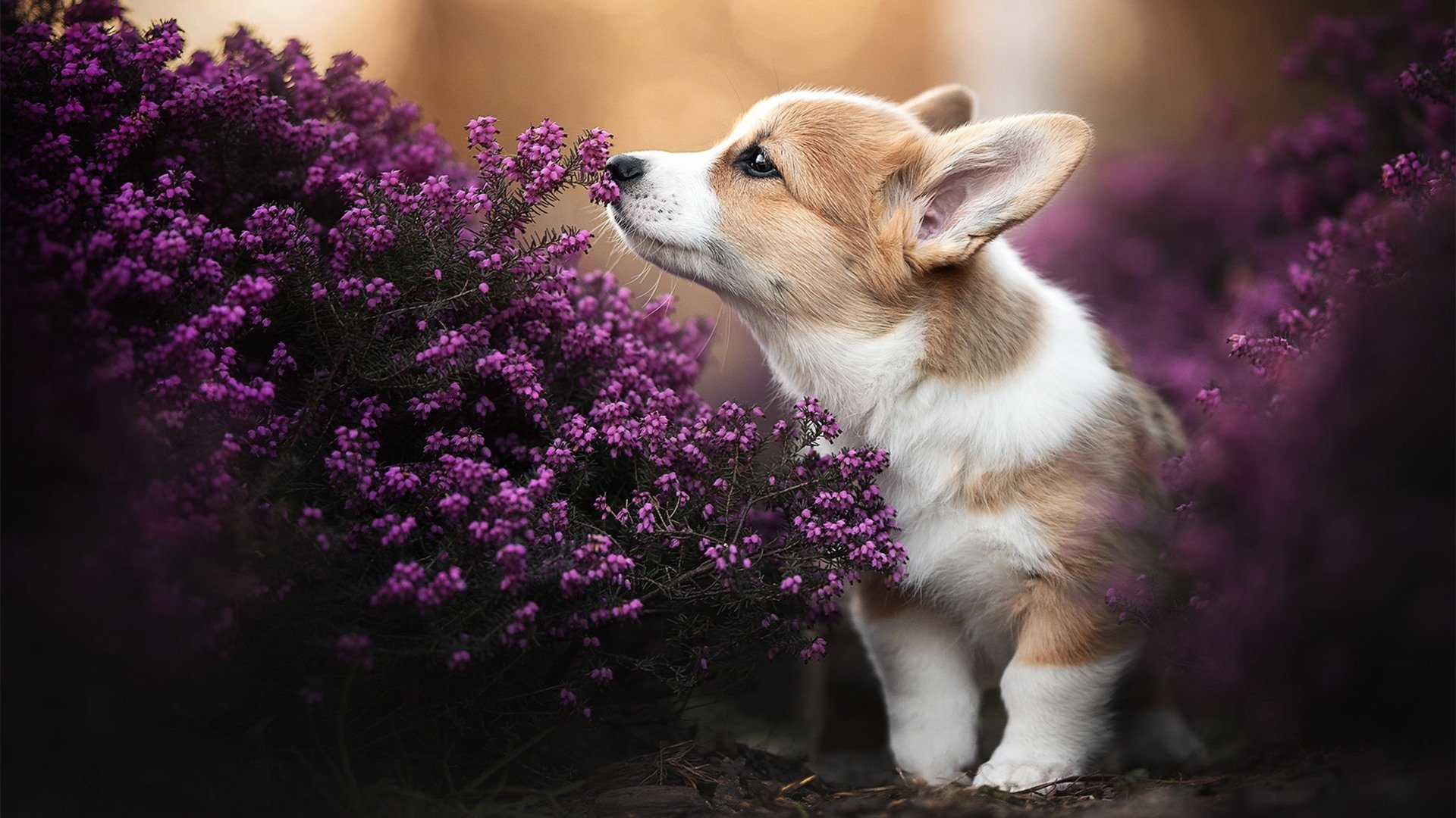 国家体育总局公布体育赛事直播分级管理建议稿,体育赛事排名如何划等级